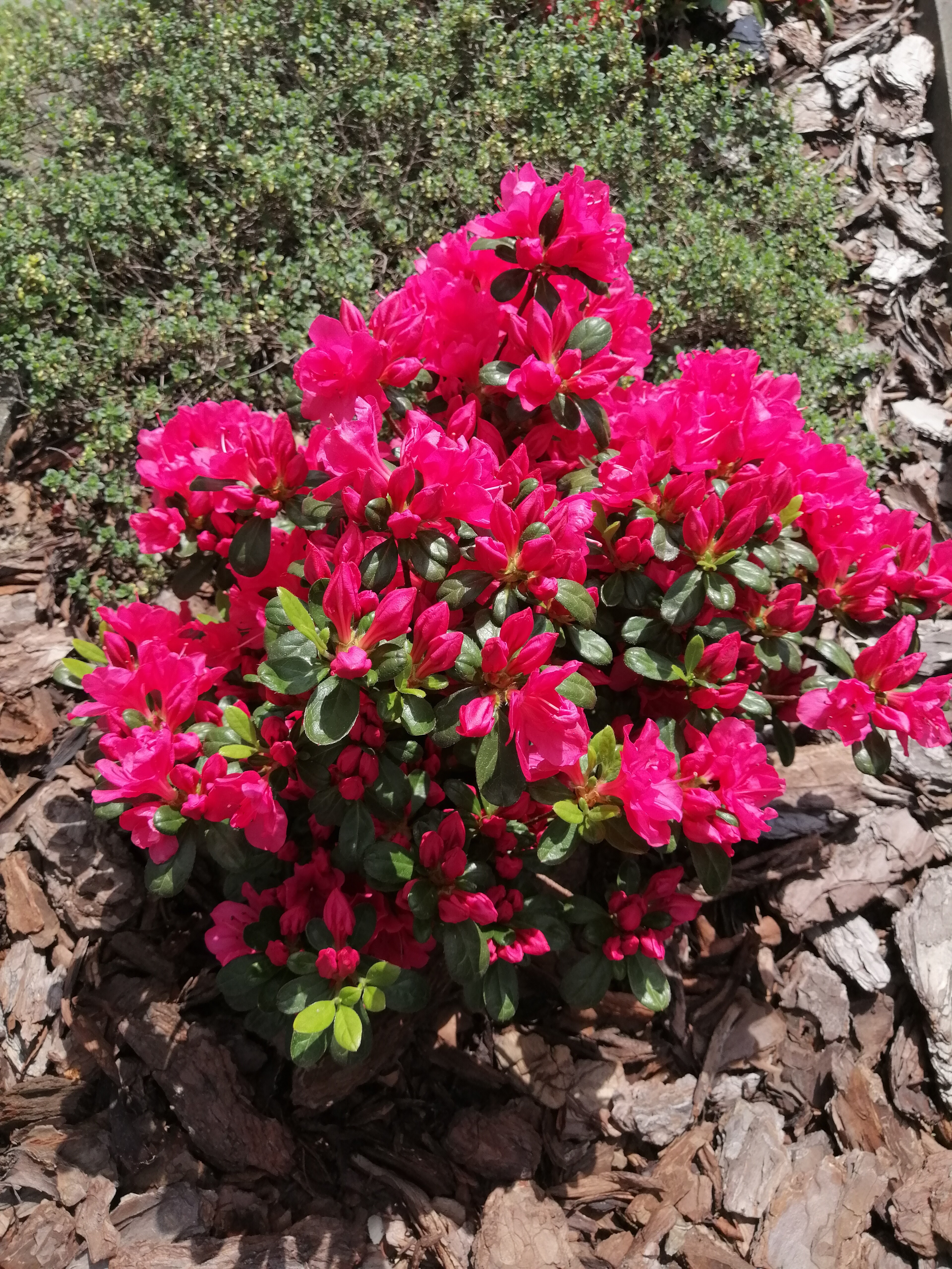 Azalia (ogrody NK) Azalia (ogrody NK)