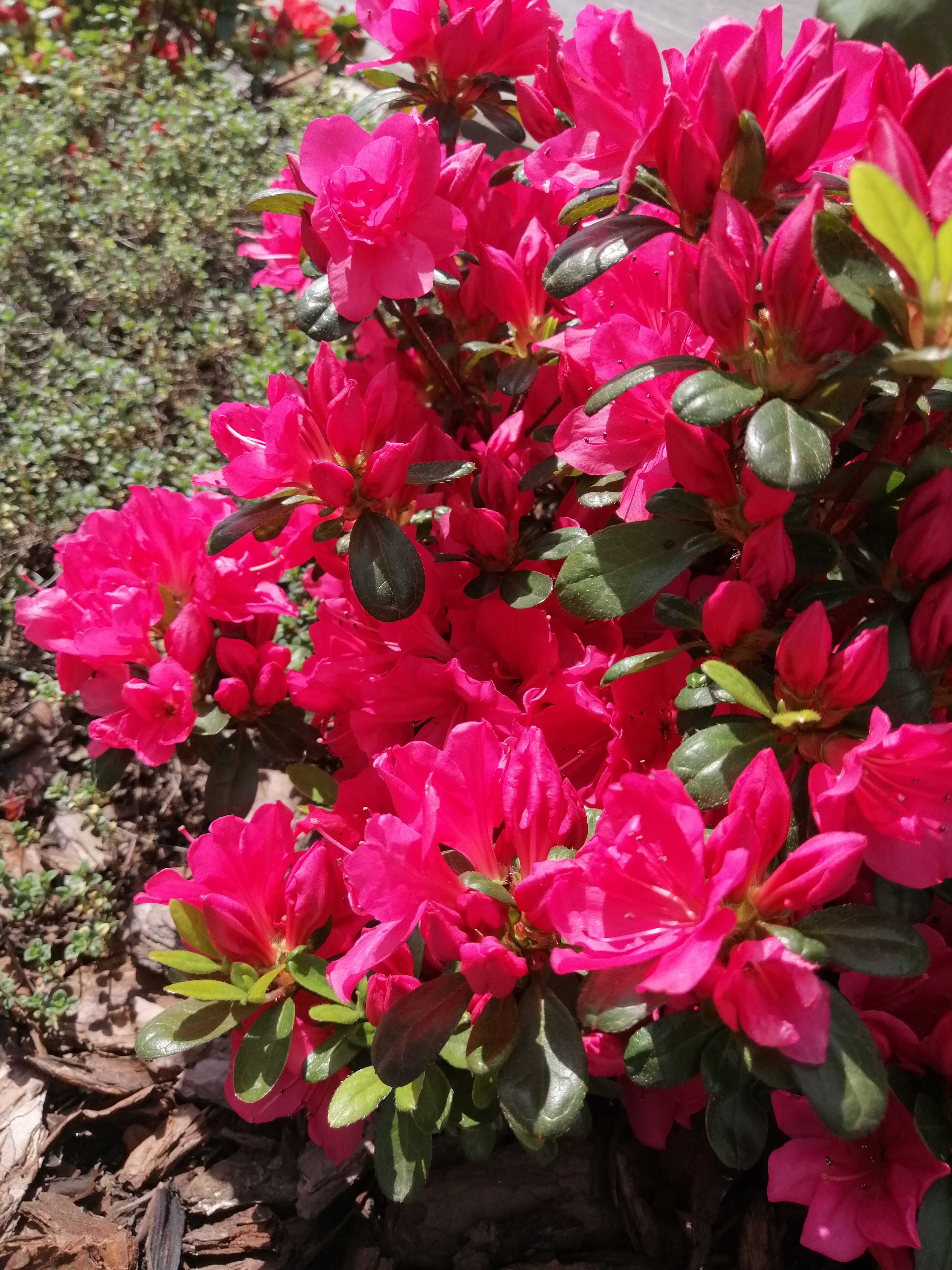 Azalia (ogrody NK) Azalia (ogrody NK)